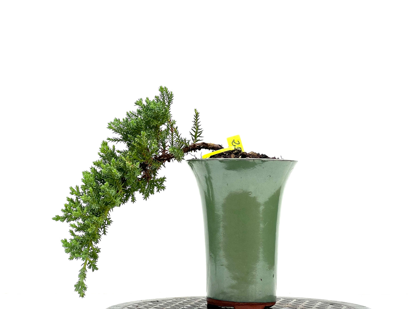 Juniperus Procumbens Nana 2961