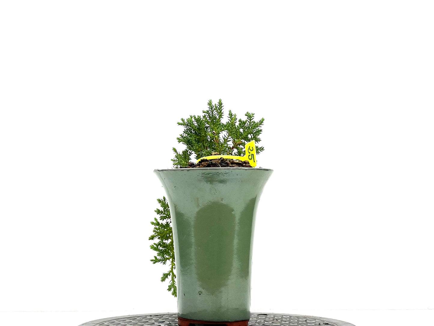 Juniperus Procumbens Nana 2961