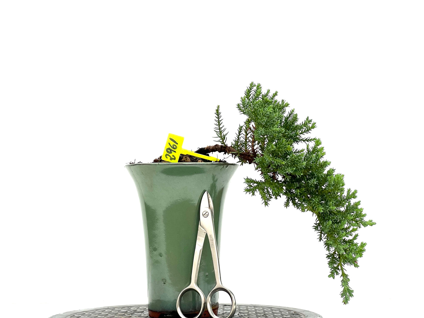 Juniperus Procumbens Nana 2961