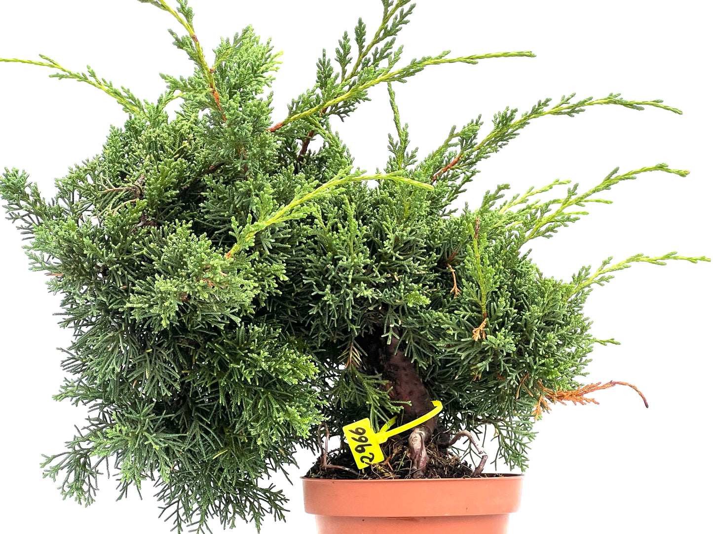 Juniperus Chinensis Kyshu 2966