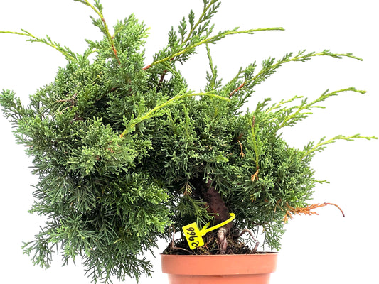 Juniperus Chinensis Kyshu 2966