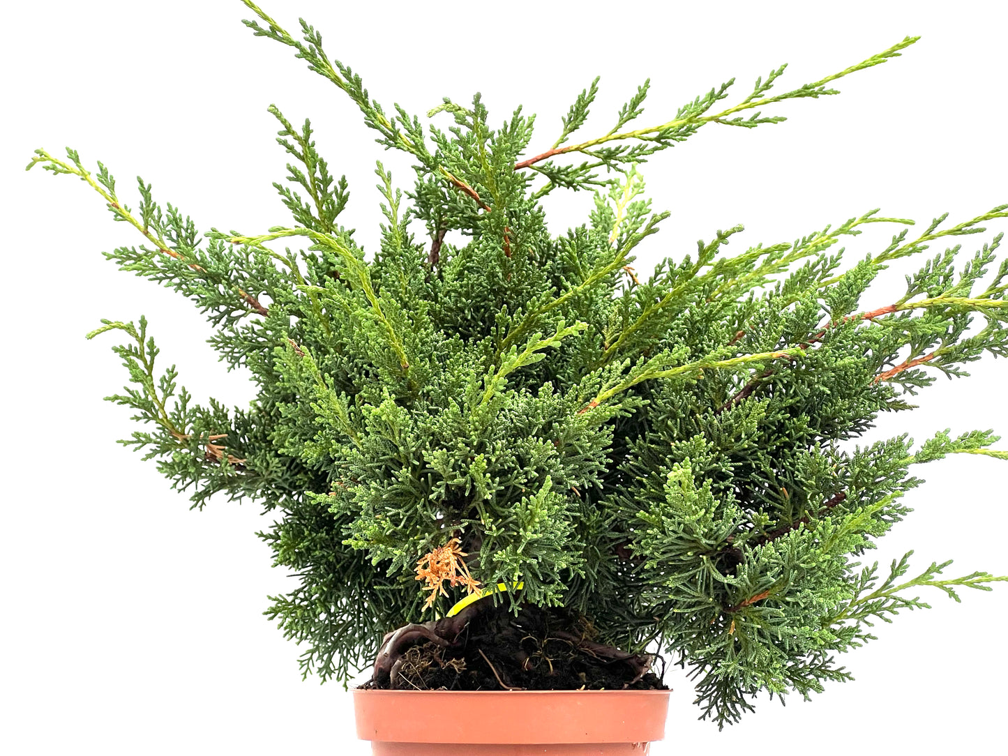 Juniperus Chinensis Kyshu 2966