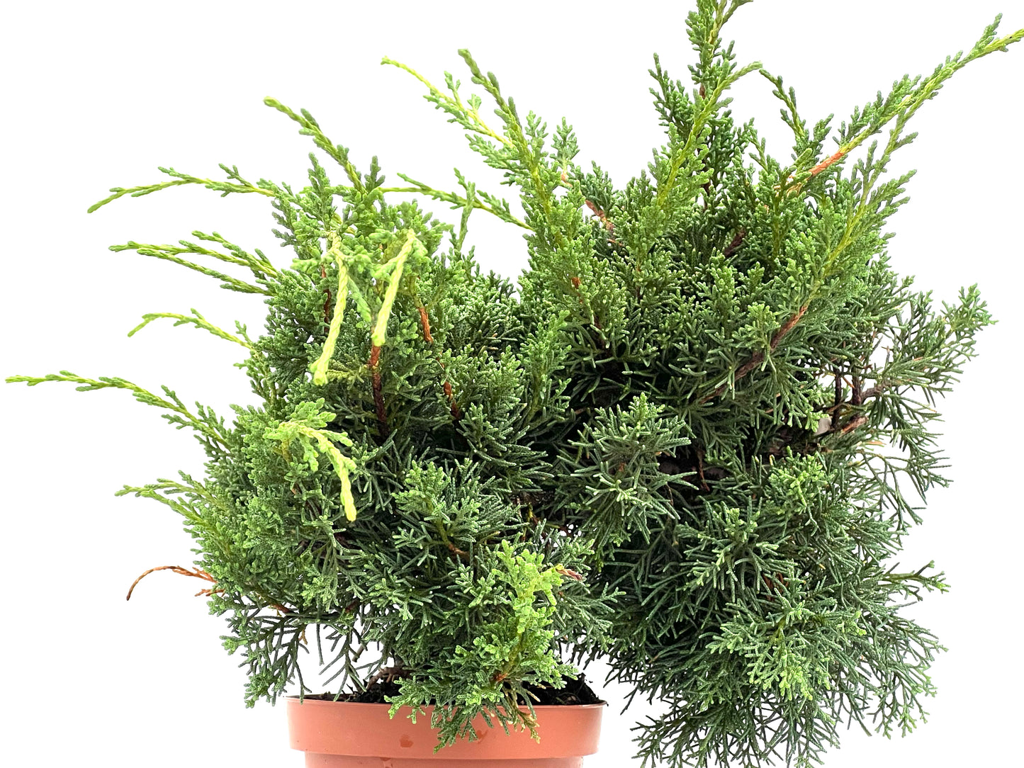 Juniperus Chinensis Kyshu 2966
