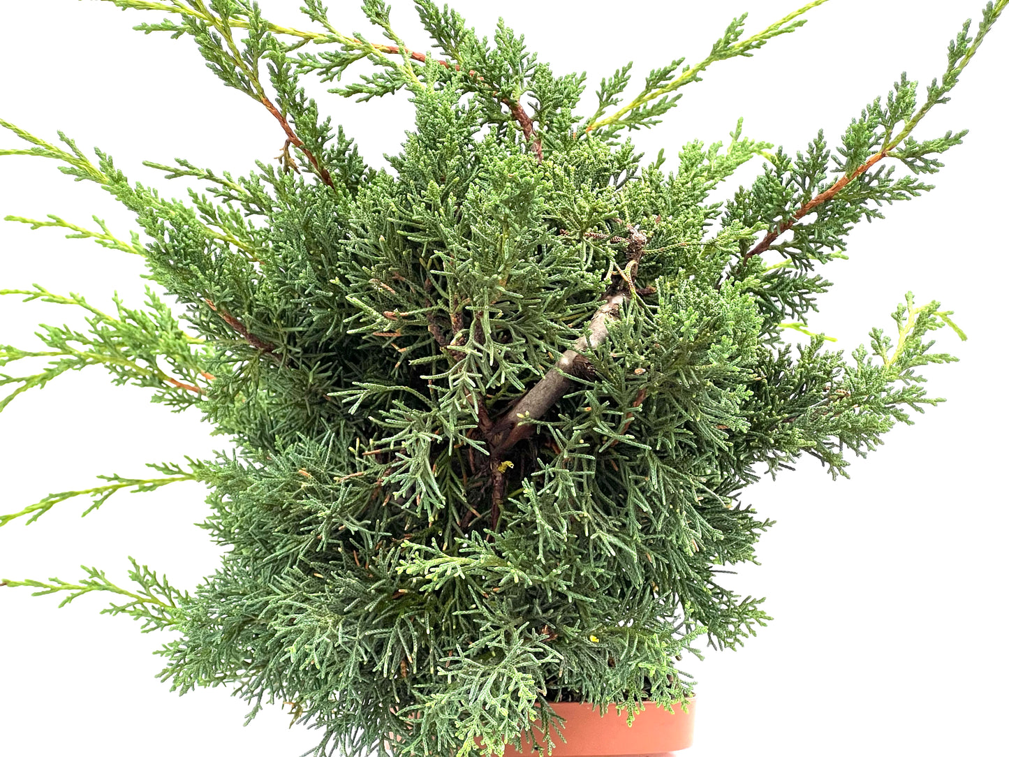 Juniperus Chinensis Kyshu 2966