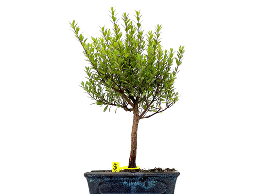 Syzigium Buxifolium 2964