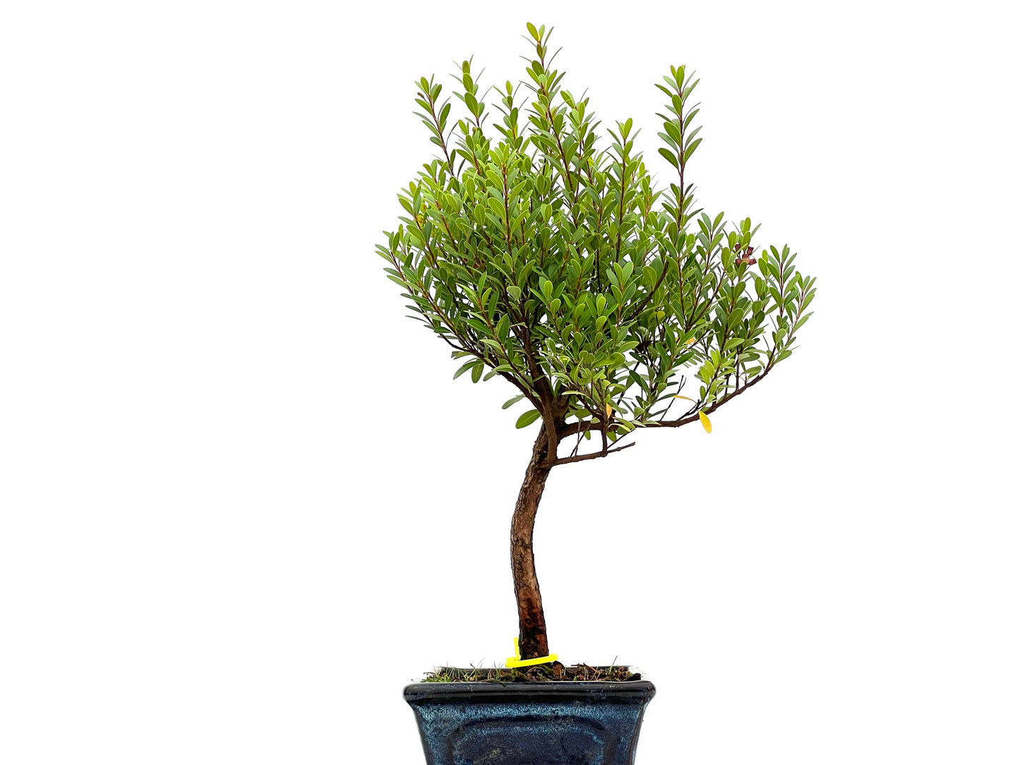 Syzigium Buxifolium 2964