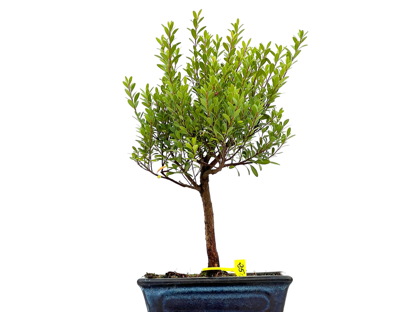 Syzigium Buxifolium 2964