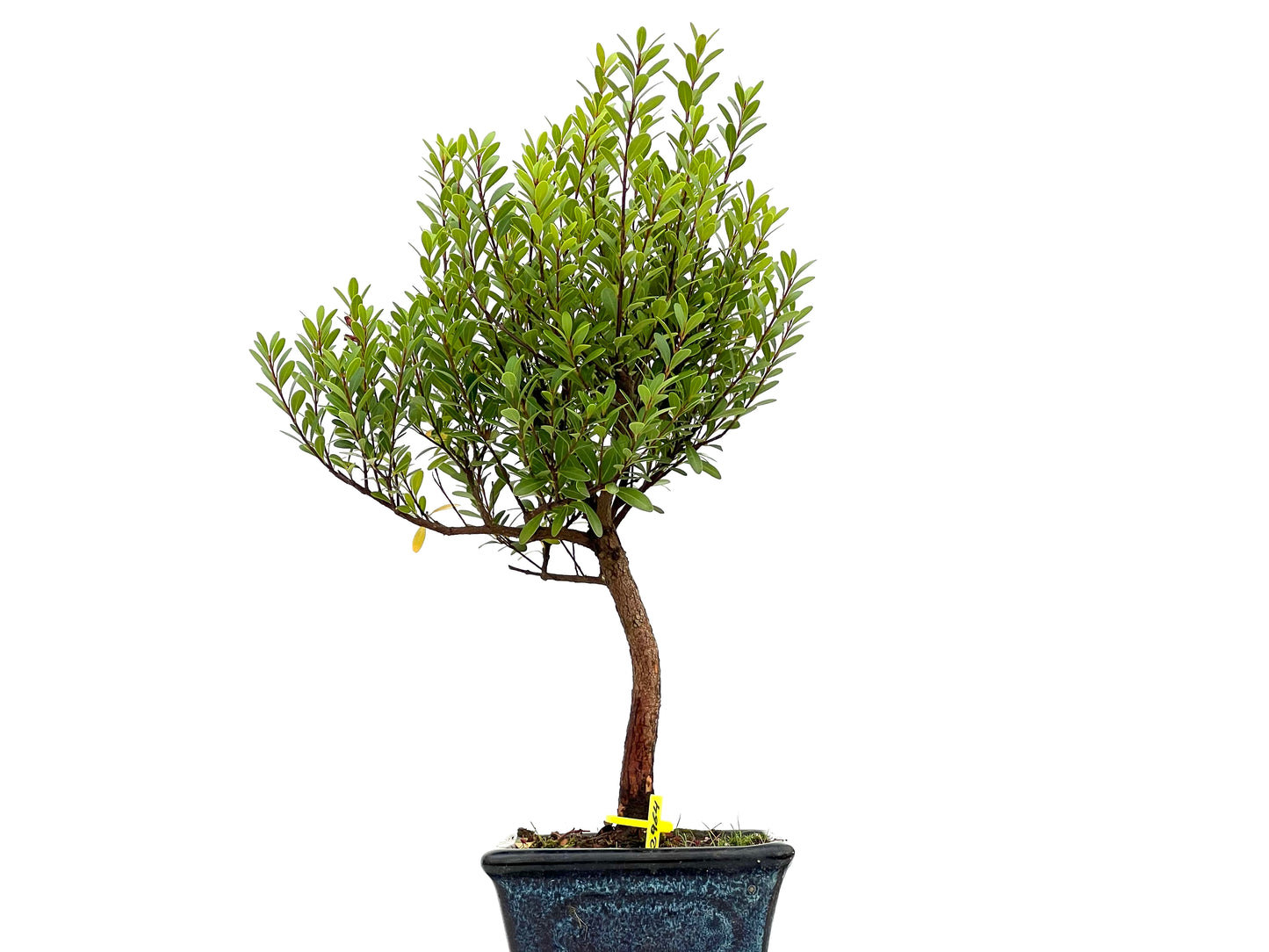 Syzigium Buxifolium 2964