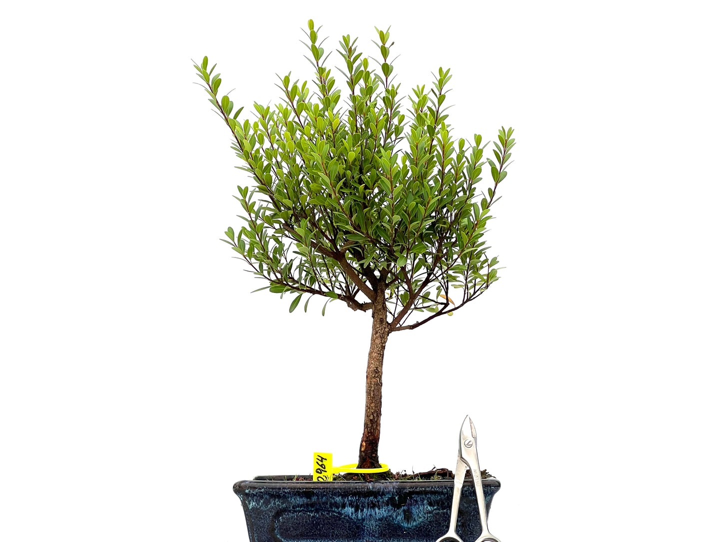 Syzigium Buxifolium 2964