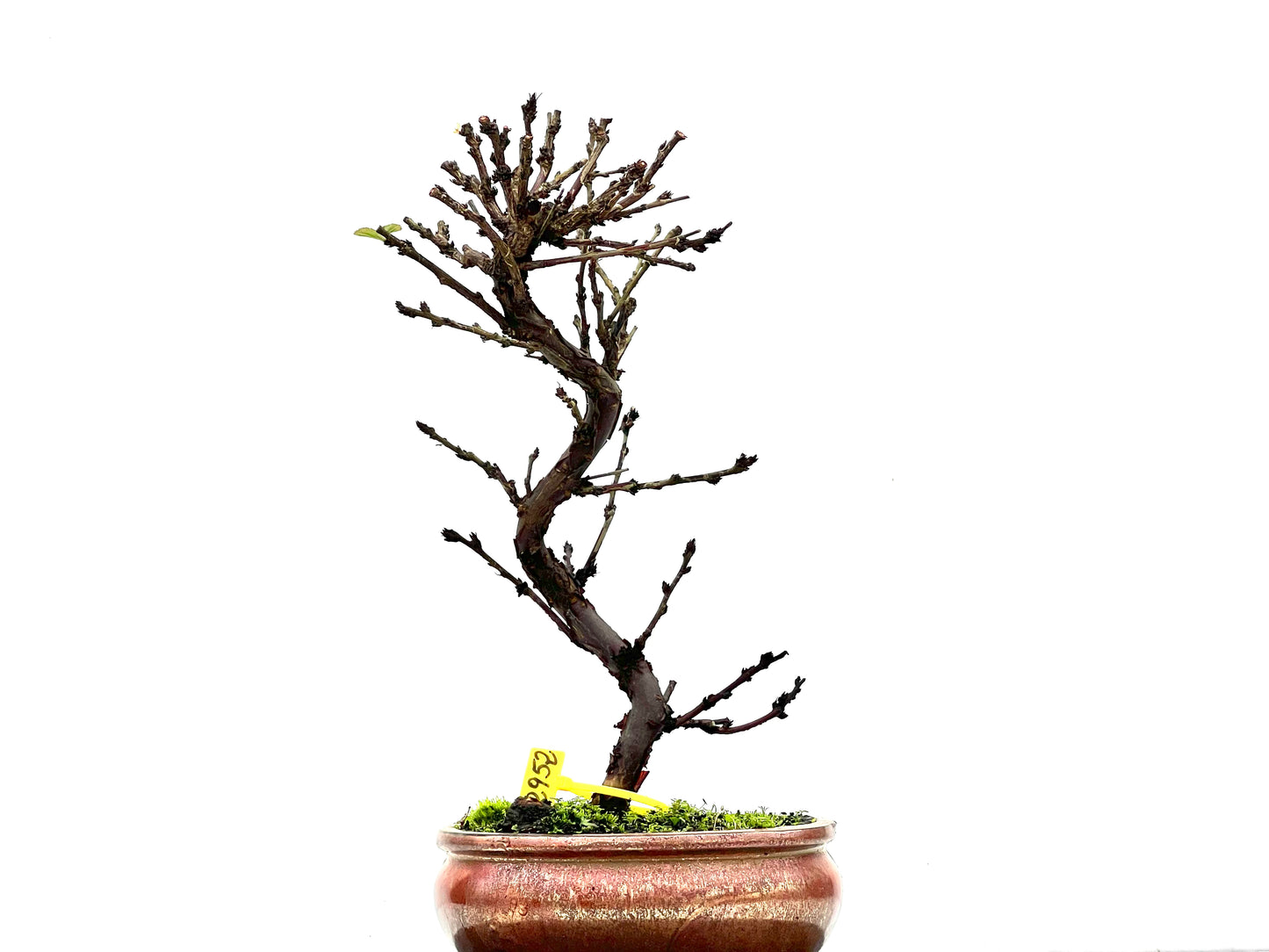 Prunus Tormentosa 2952