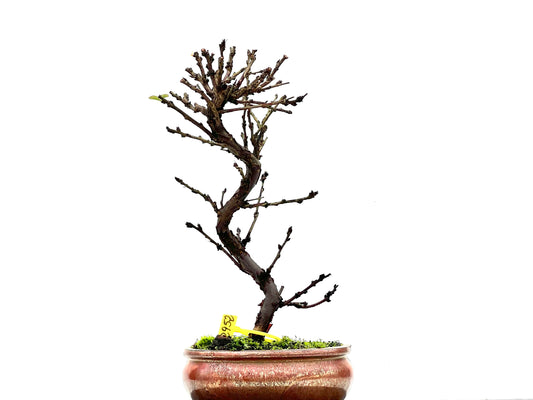 Prunus Tormentosa 2952