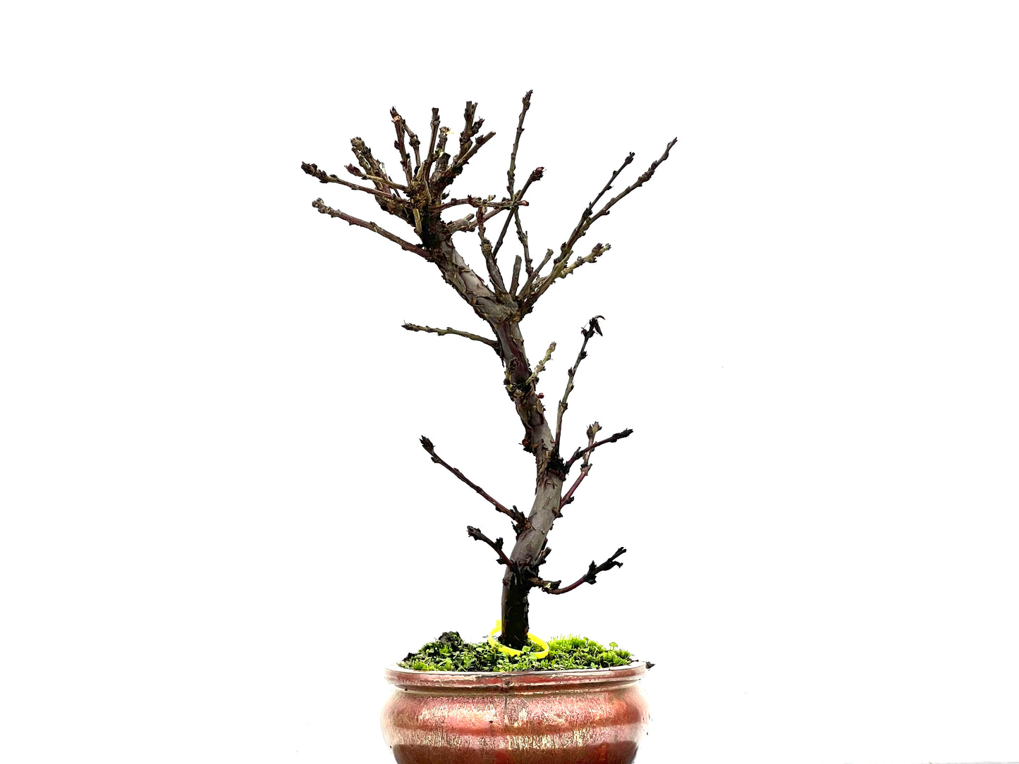 Prunus Tormentosa 2952