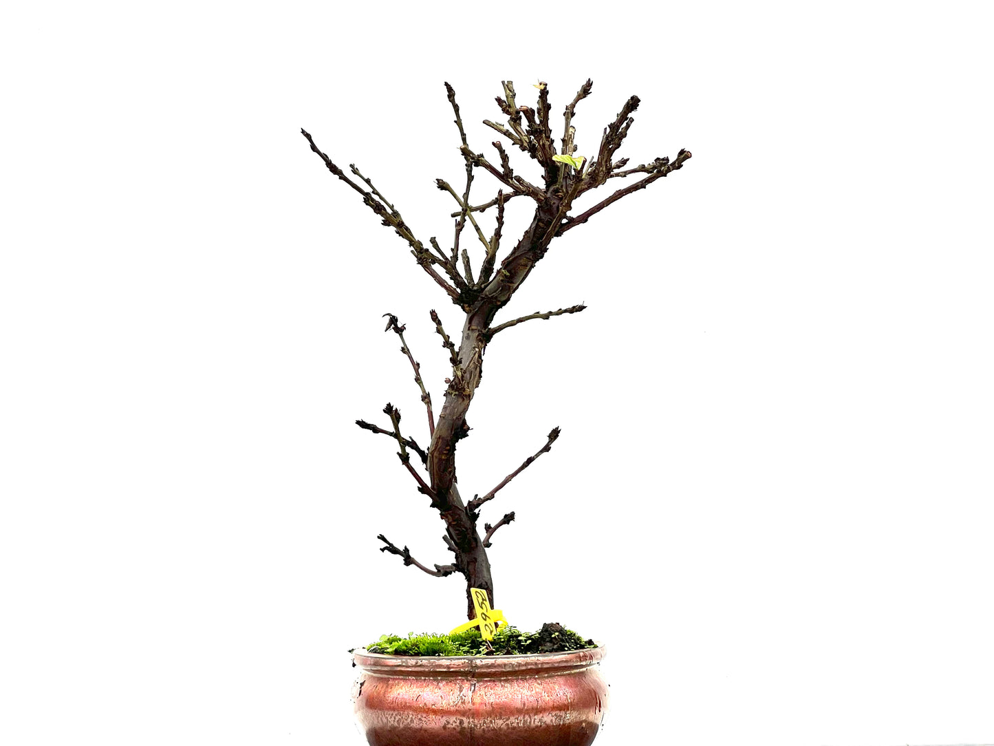 Prunus Tormentosa 2952