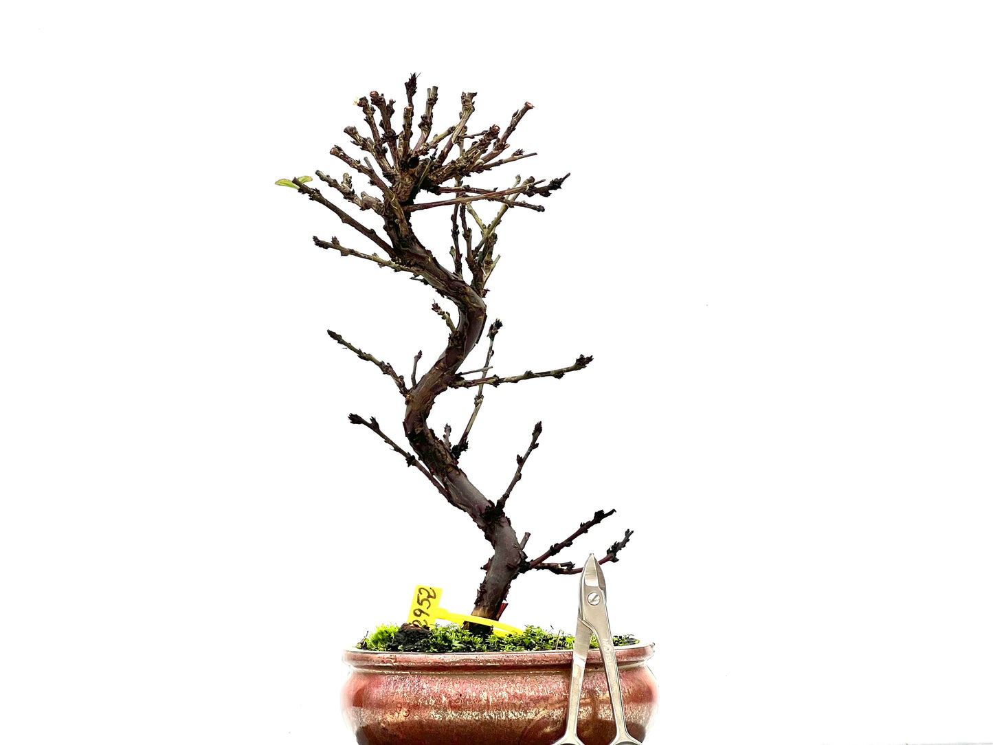 Prunus Tormentosa 2952