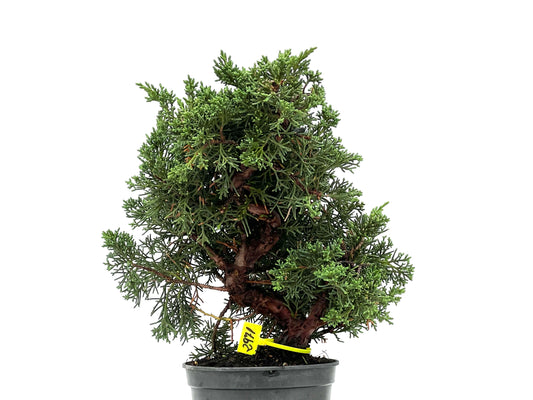 Juniperus Chinensis Kyushu 2971