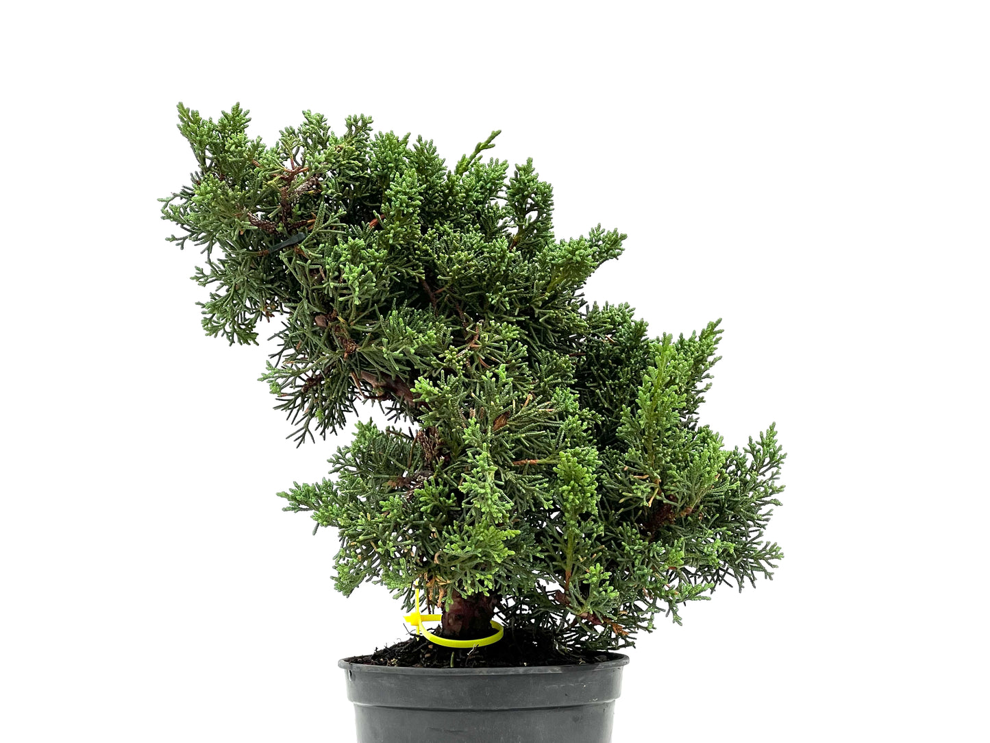 Juniperus Chinensis Kyushu 2971