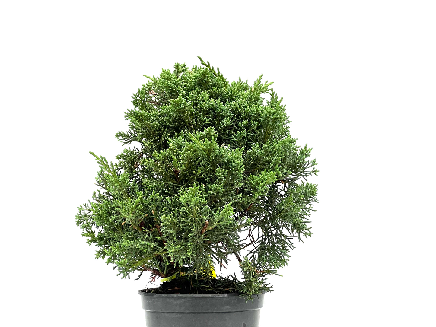 Juniperus Chinensis Kyushu 2971