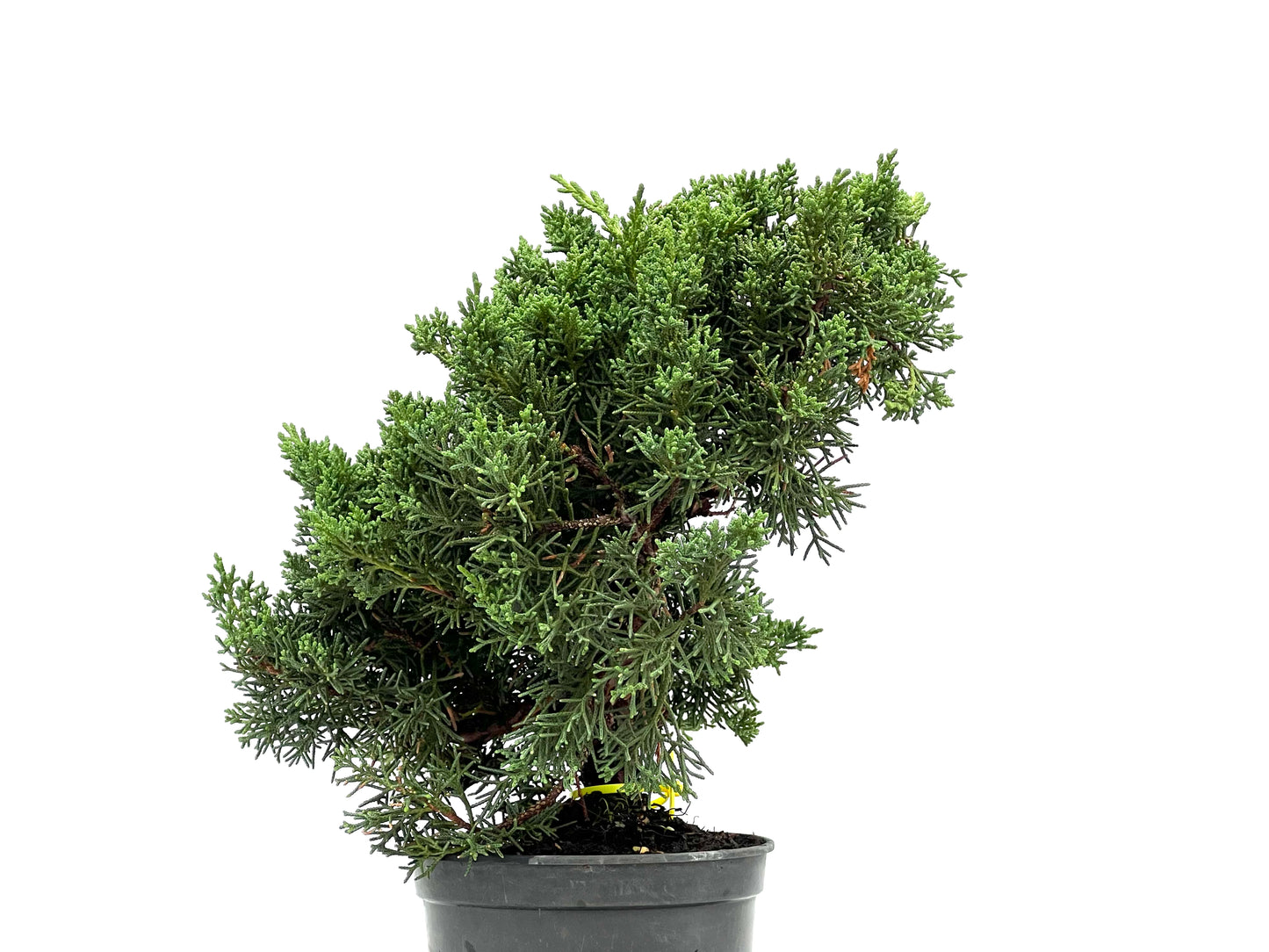 Juniperus Chinensis Kyushu 2971