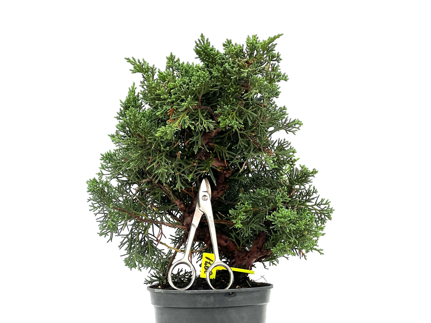 Juniperus Chinensis Kyushu 2971