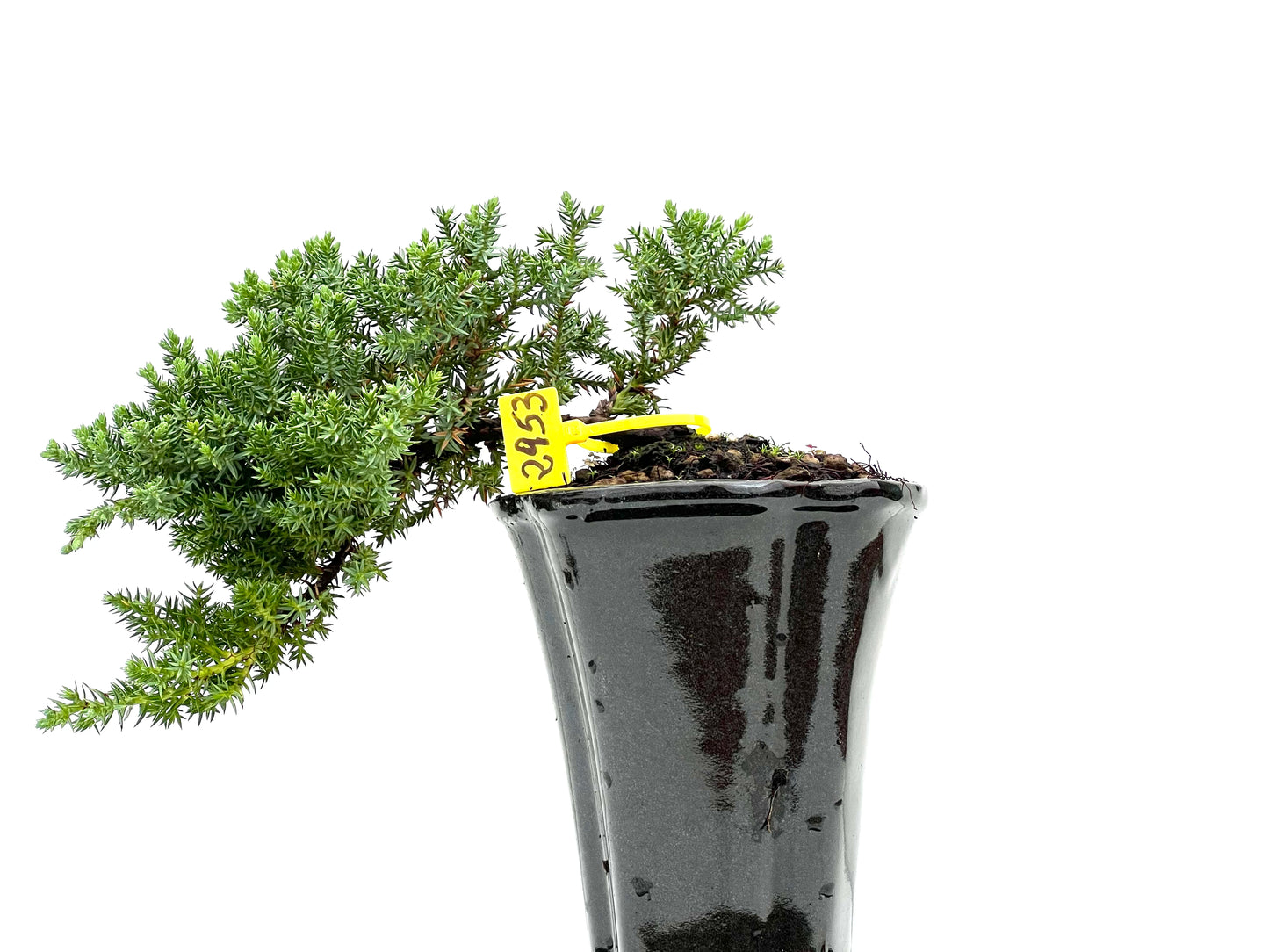 Juniperus Procumbens Nana 2953