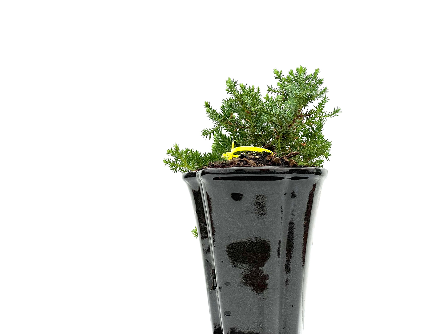 Juniperus Procumbens Nana 2953