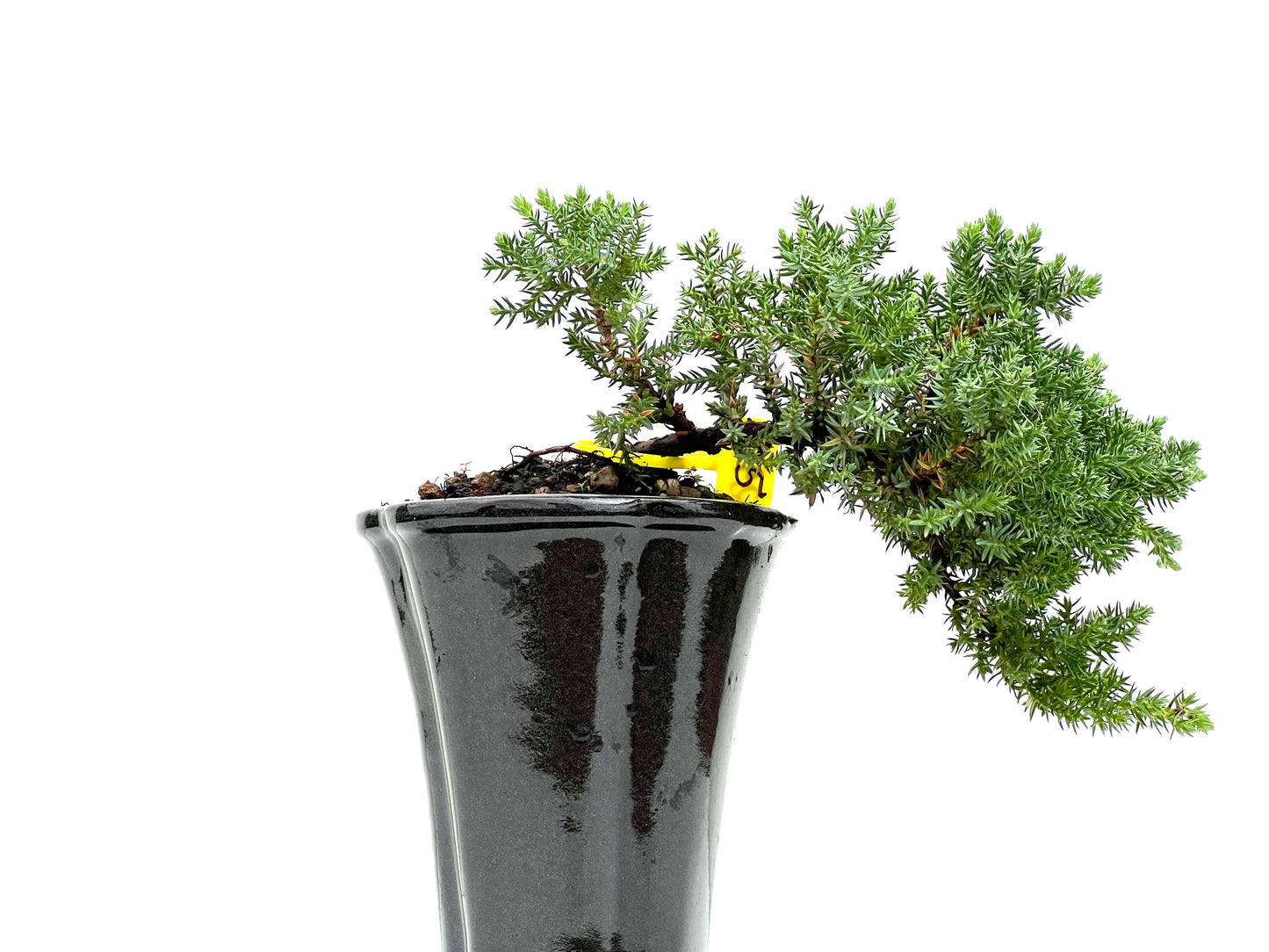 Juniperus Procumbens Nana 2953