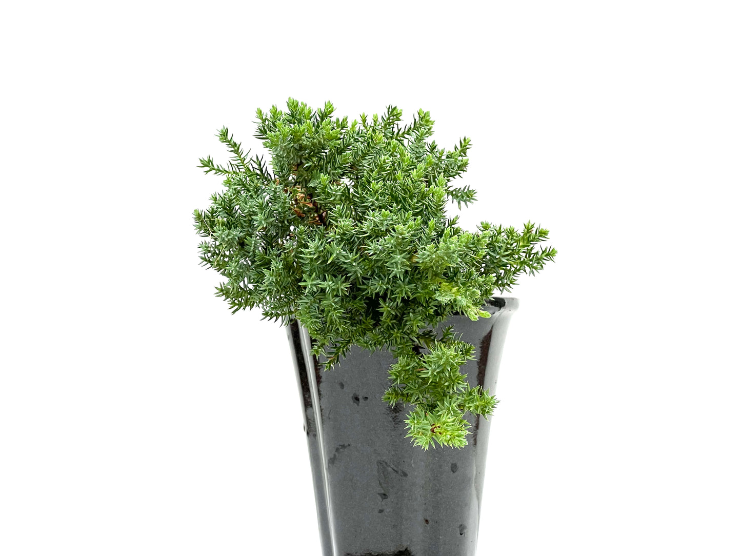 Juniperus Procumbens Nana 2953