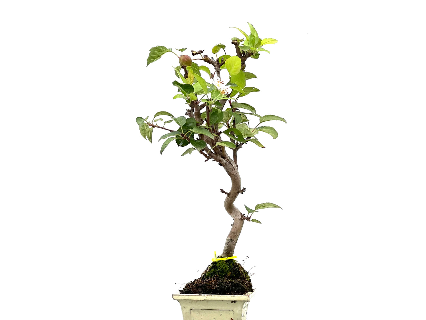 Malus Everest 2970