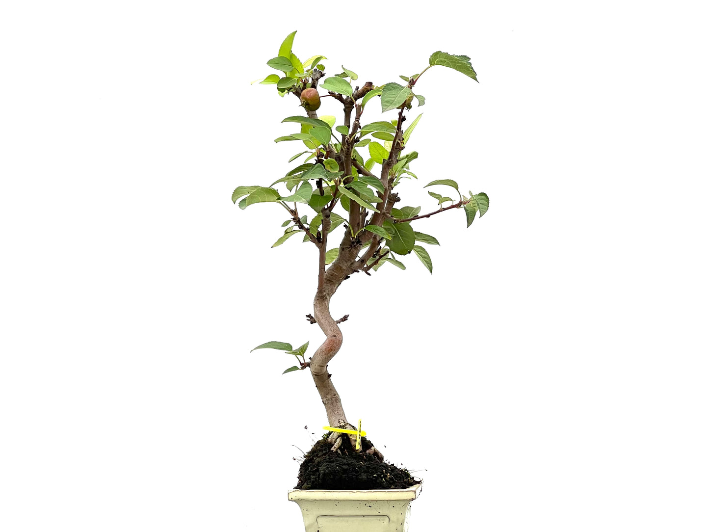 Malus Everest 2970