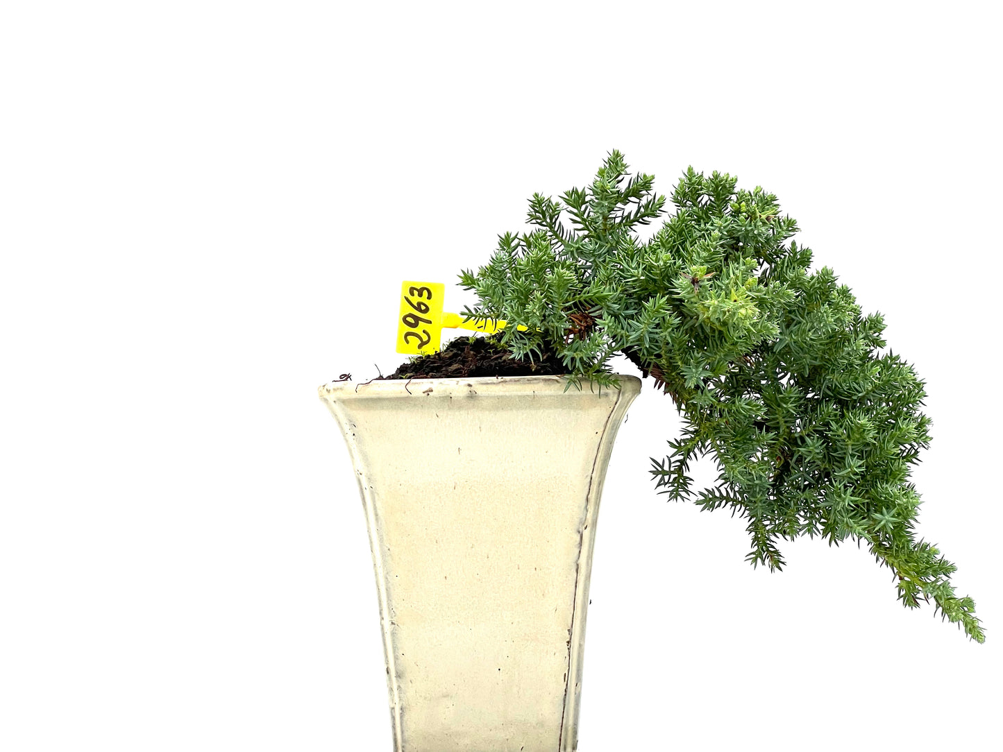 Juniperus Procumbens Nana 2963