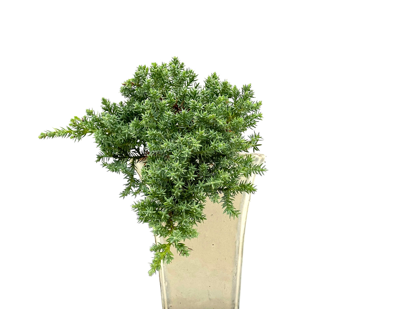 Juniperus Procumbens Nana 2963