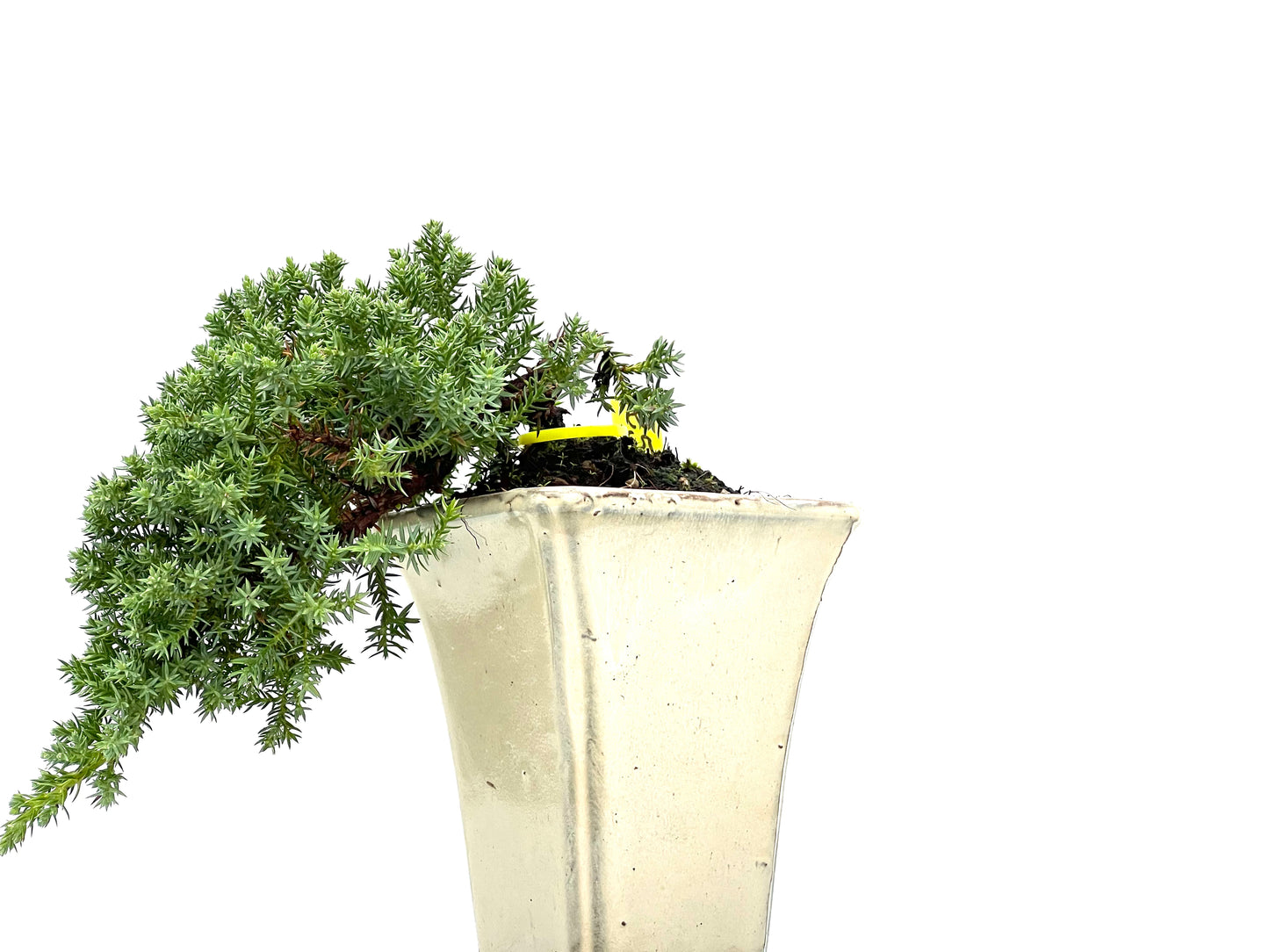 Juniperus Procumbens Nana 2963