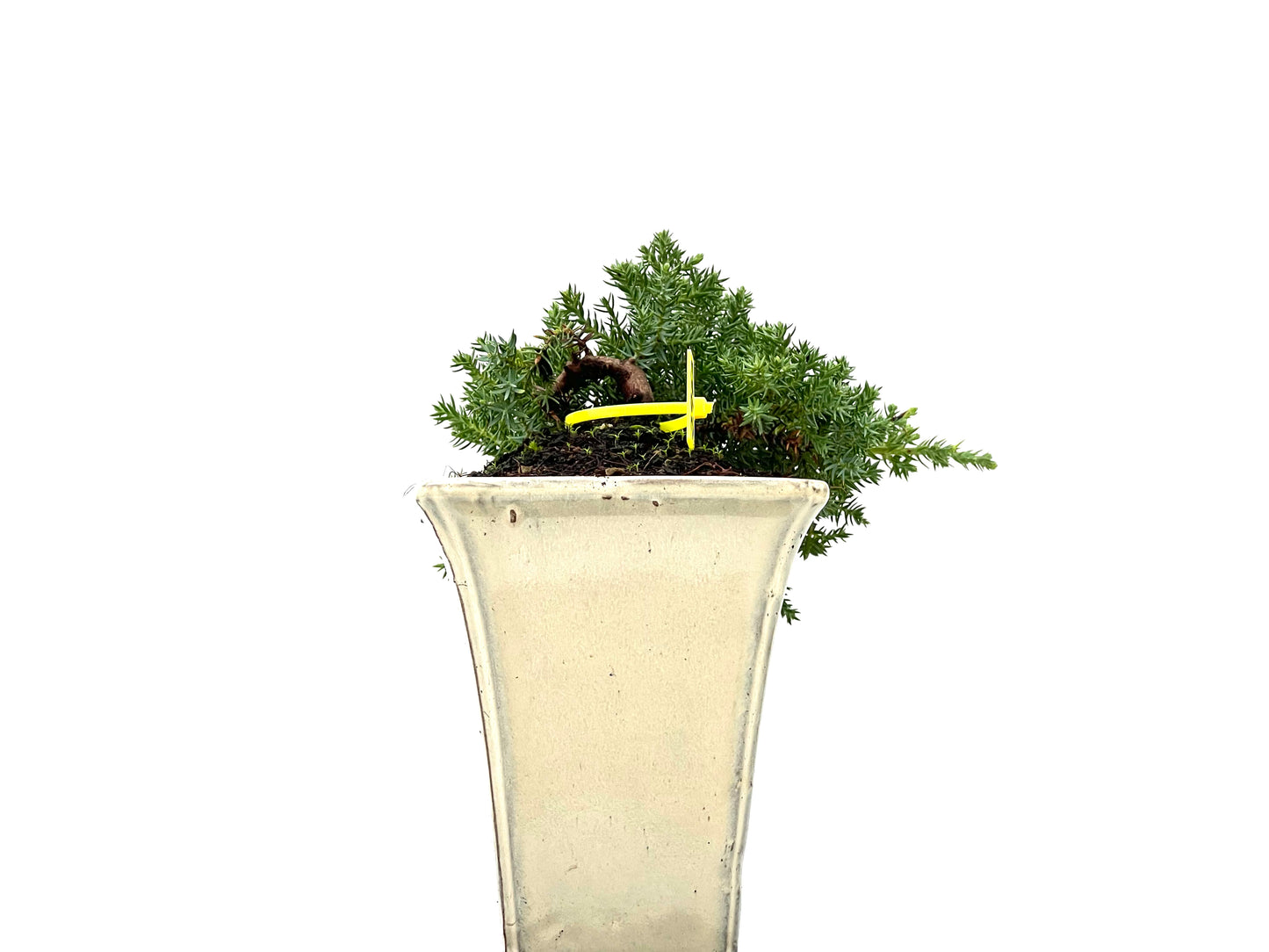 Juniperus Procumbens Nana 2963