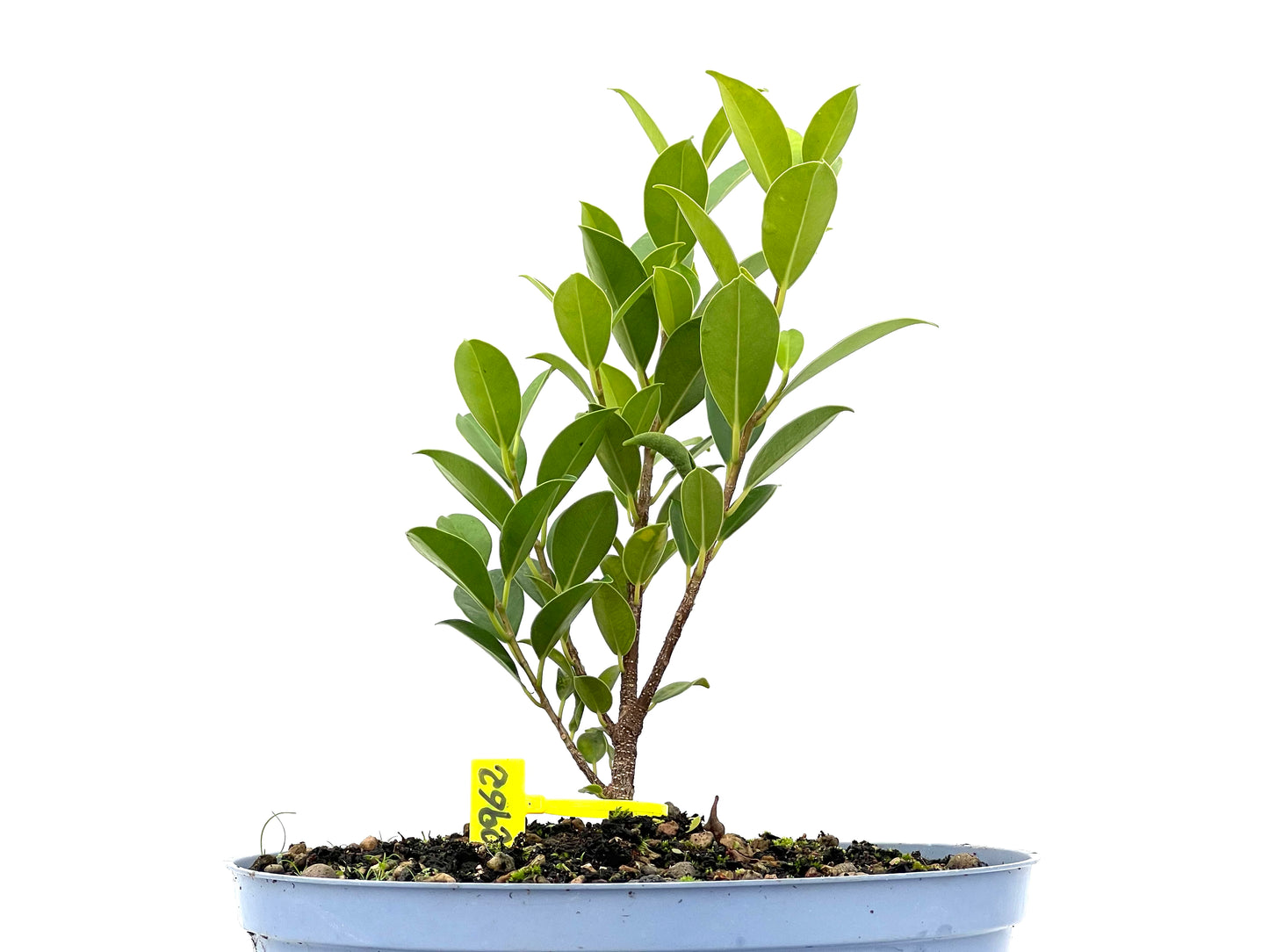 Ficus Tiger Bark 2962