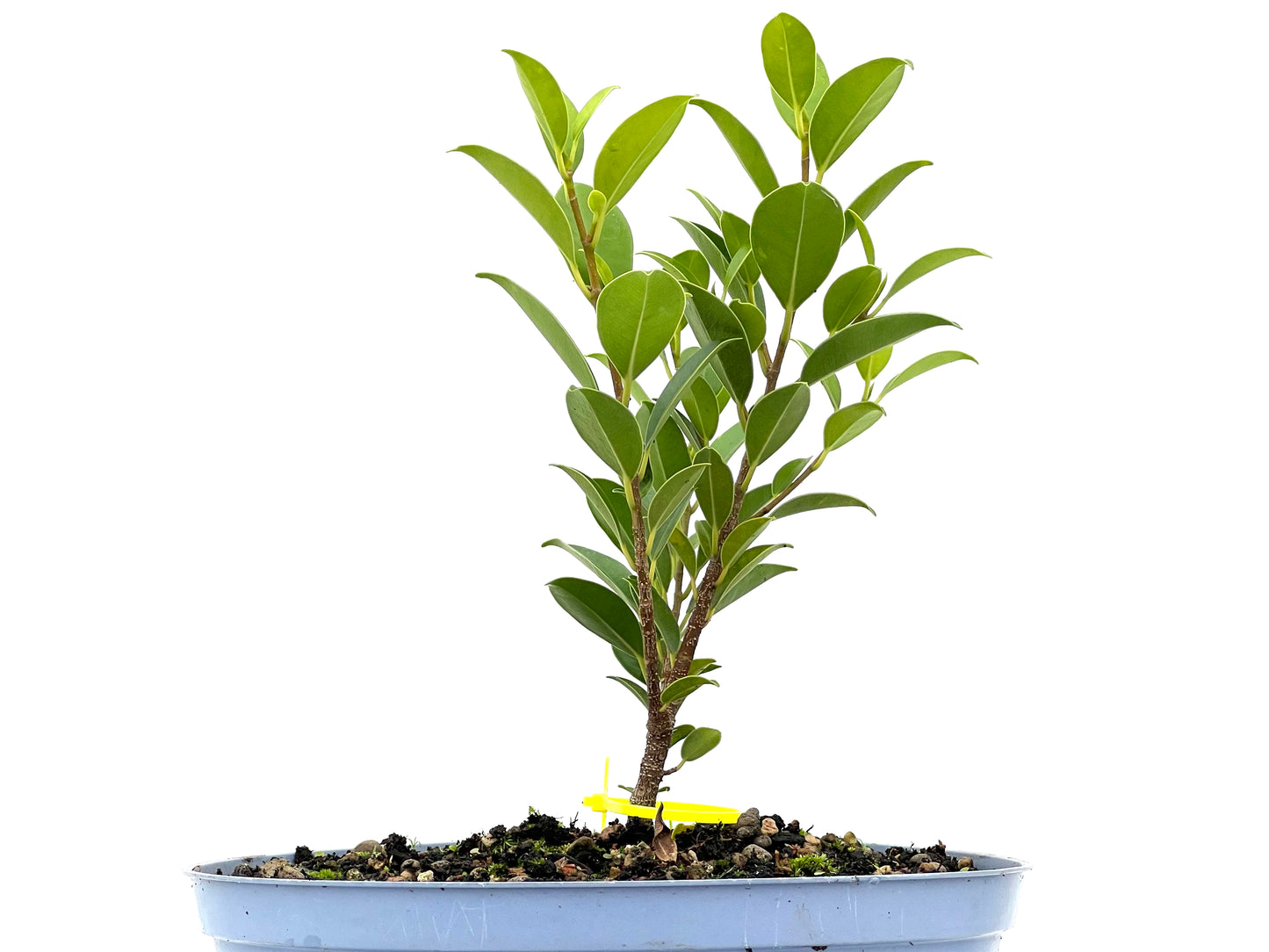 Ficus Tiger Bark 2962