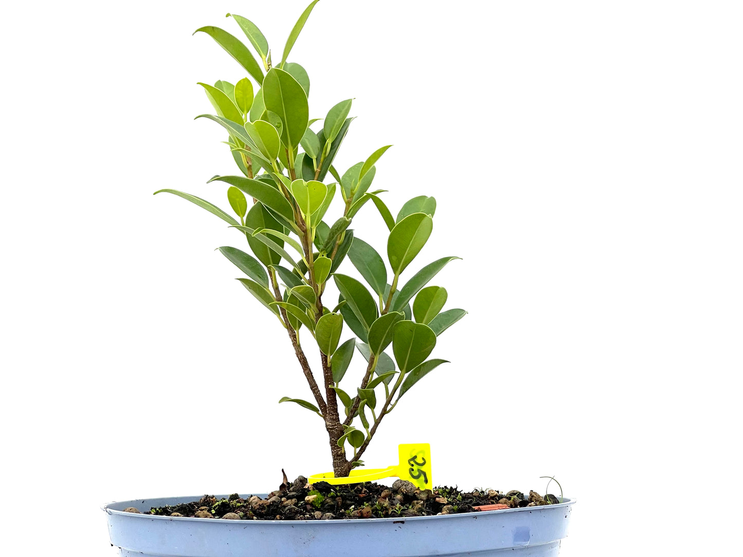 Ficus Tiger Bark 2962