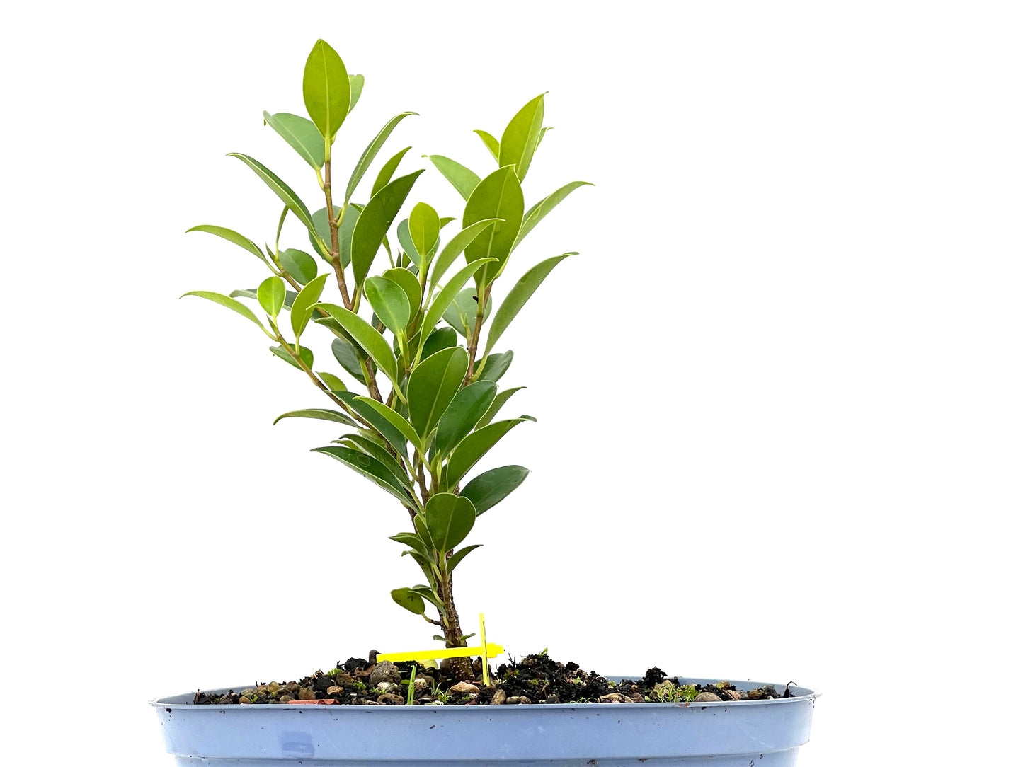 Ficus Tiger Bark 2962