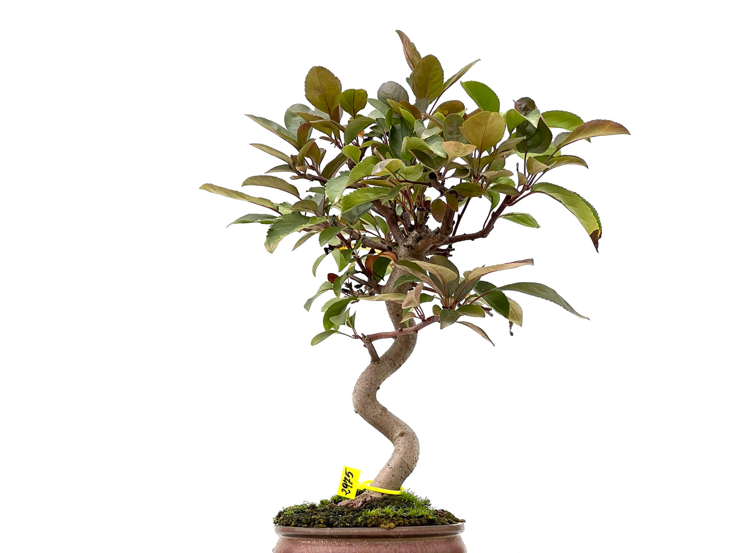 Malus Floribunda 2975