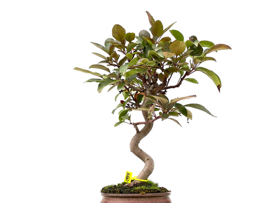 Malus Floribunda 2975