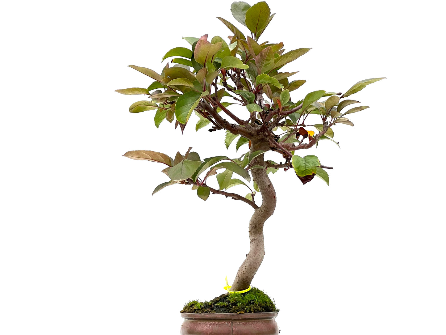 Malus Floribunda 2975