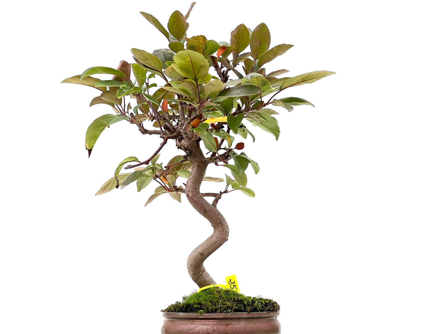 Malus Floribunda 2975