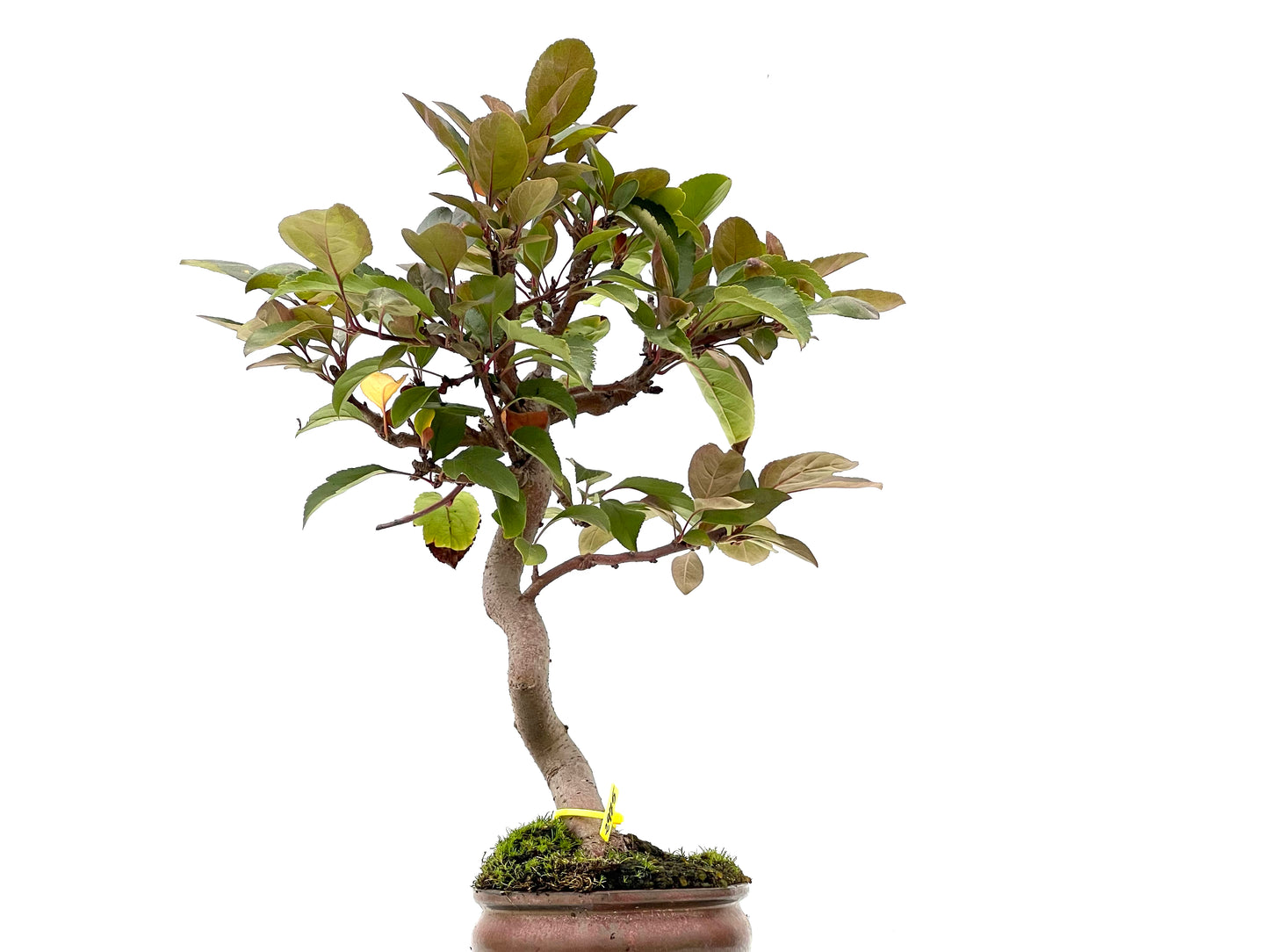 Malus Floribunda 2975