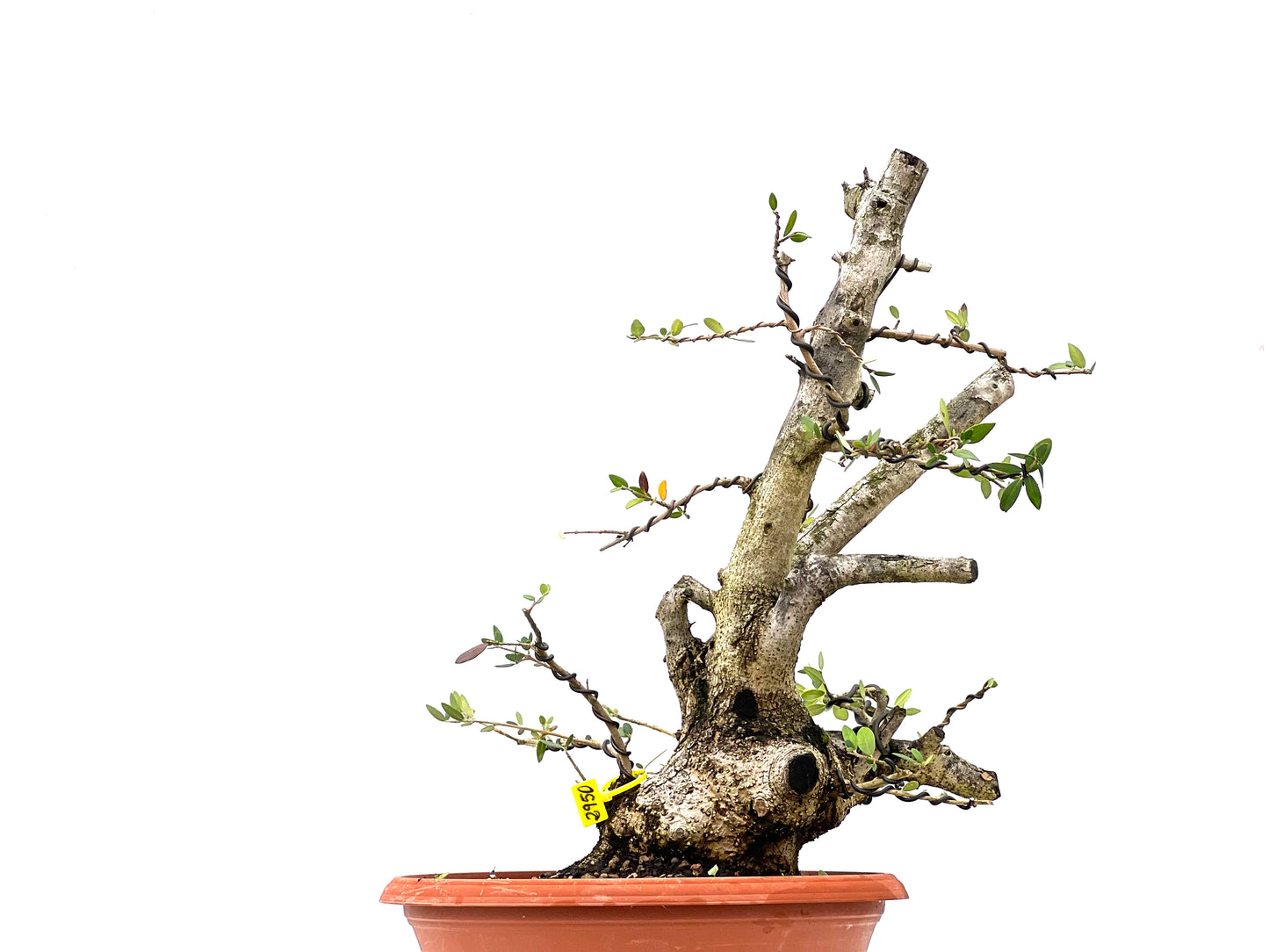 Olea Europaea Sylvestris 2950