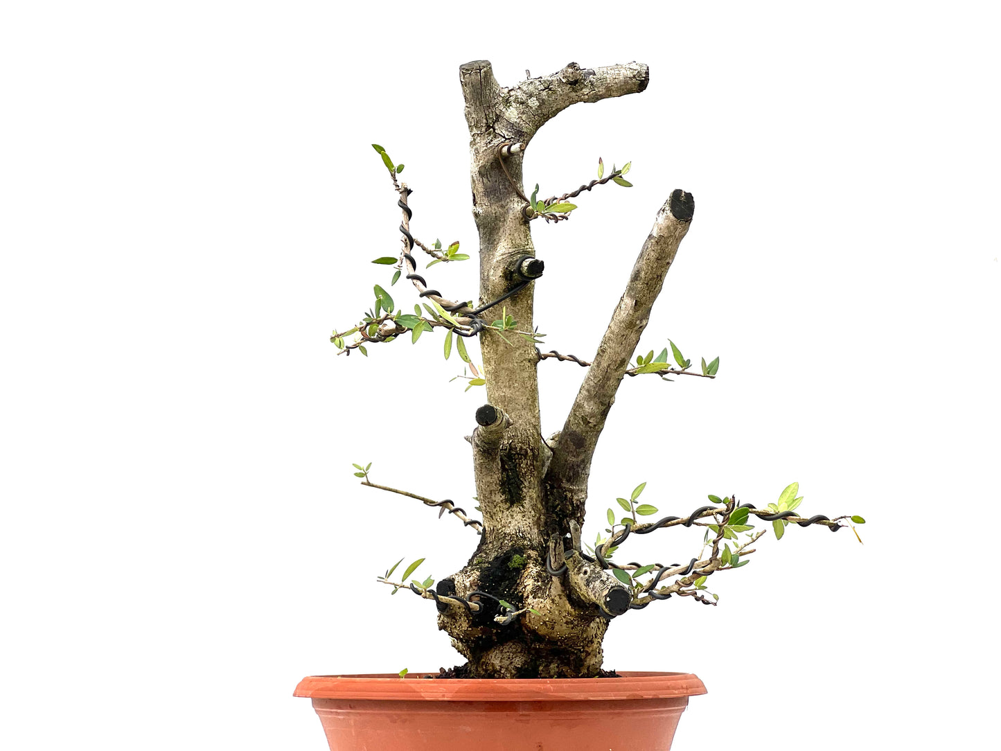 Olea Europaea Sylvestris 2950