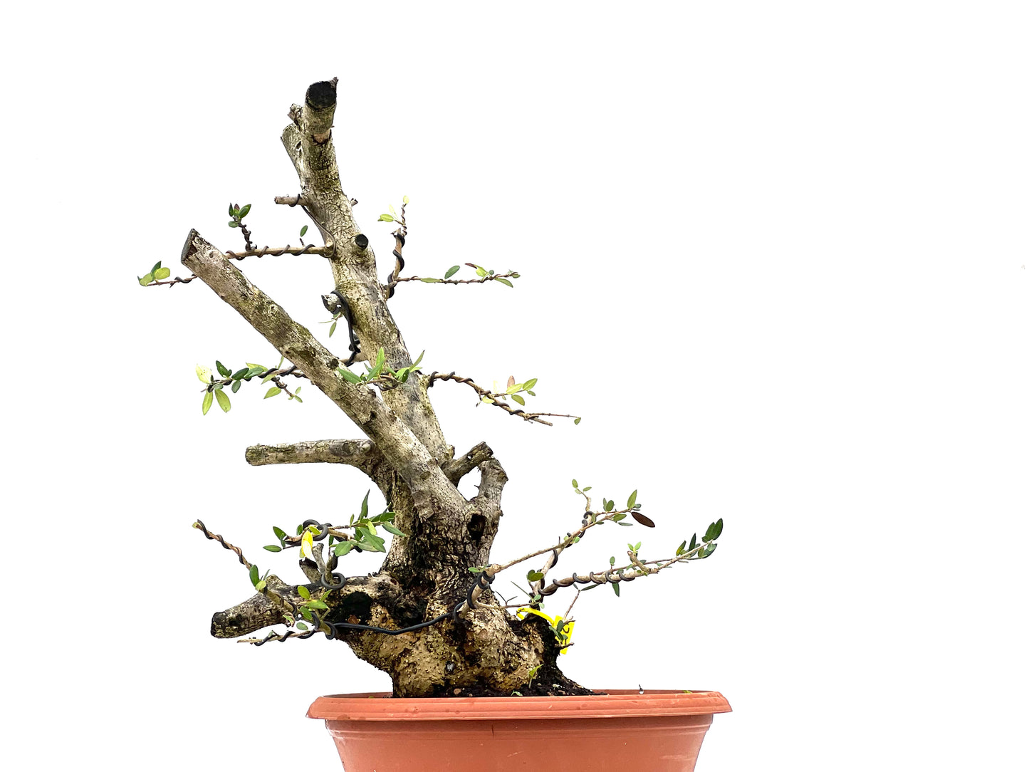 Olea Europaea Sylvestris 2950