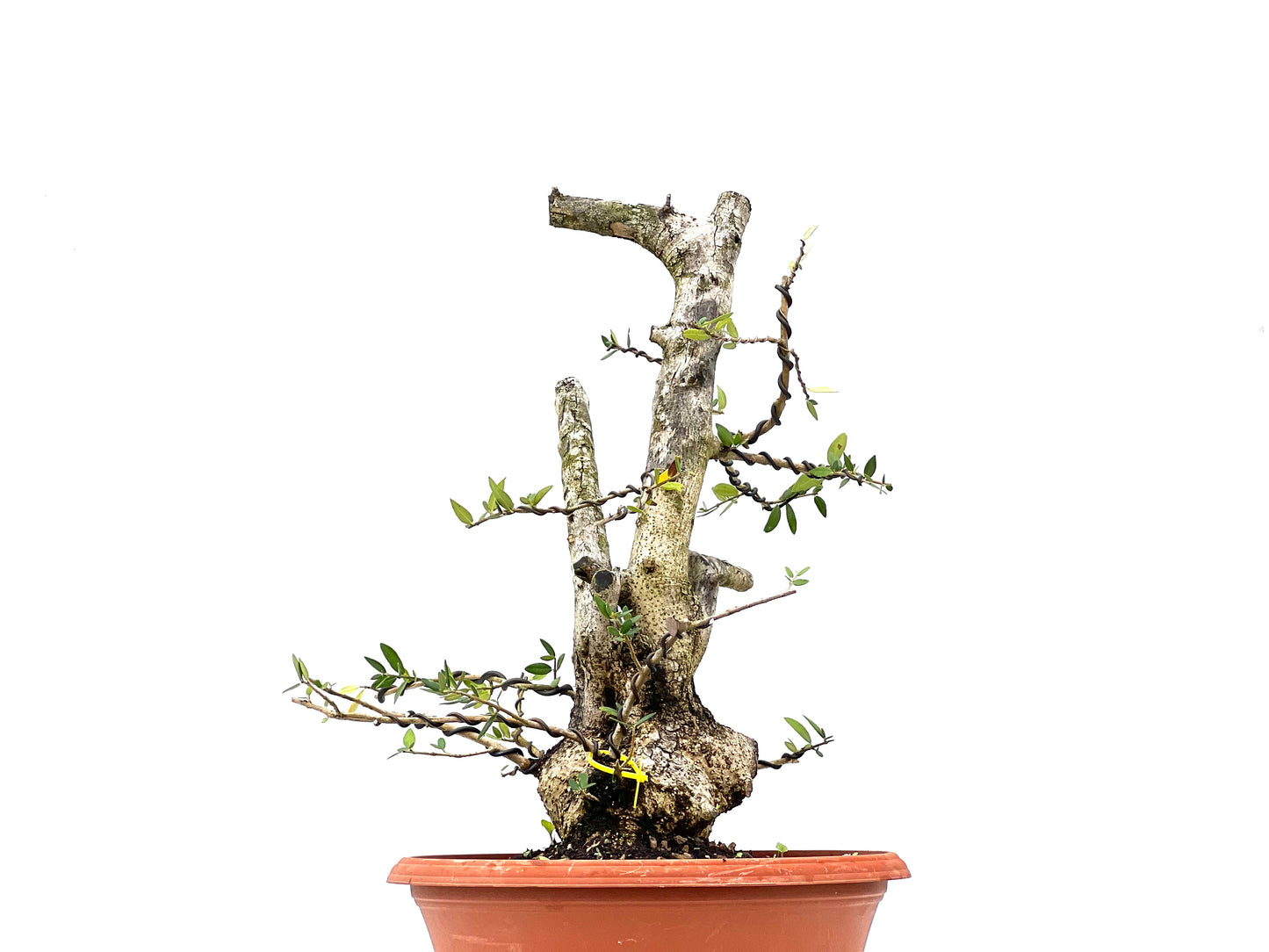 Olea Europaea Sylvestris 2950