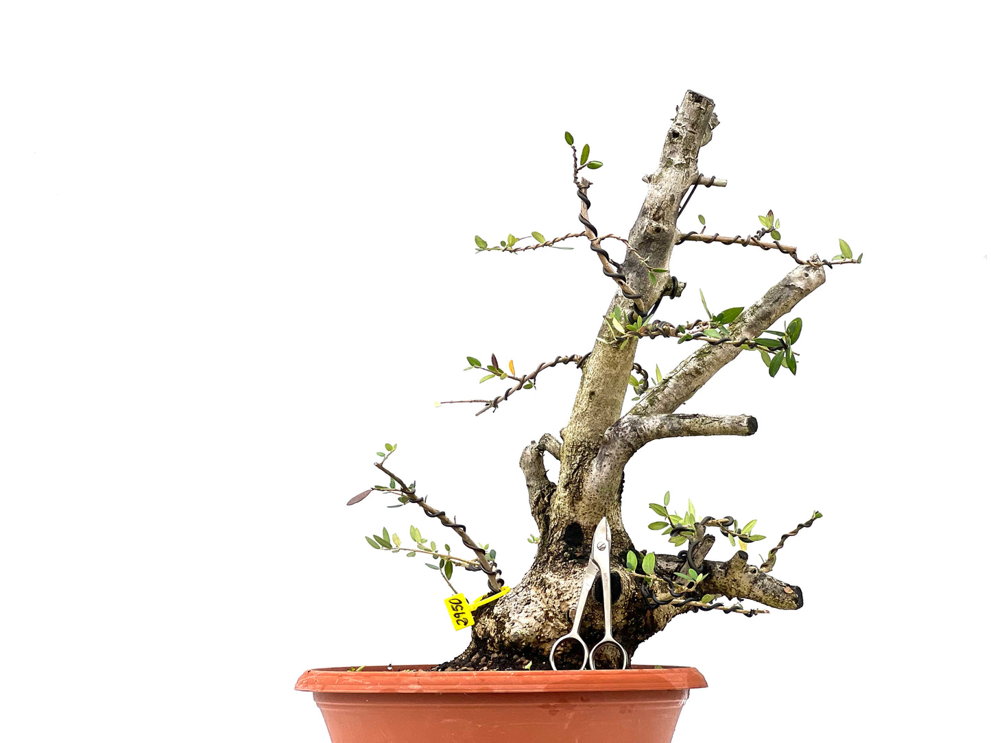 Olea Europaea Sylvestris 2950