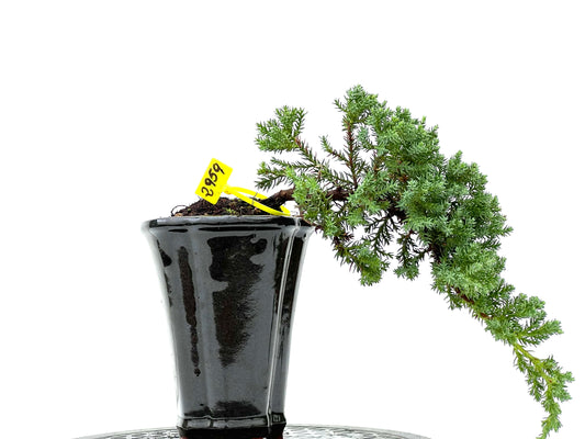 Juniperus Procumbens Nana 2959