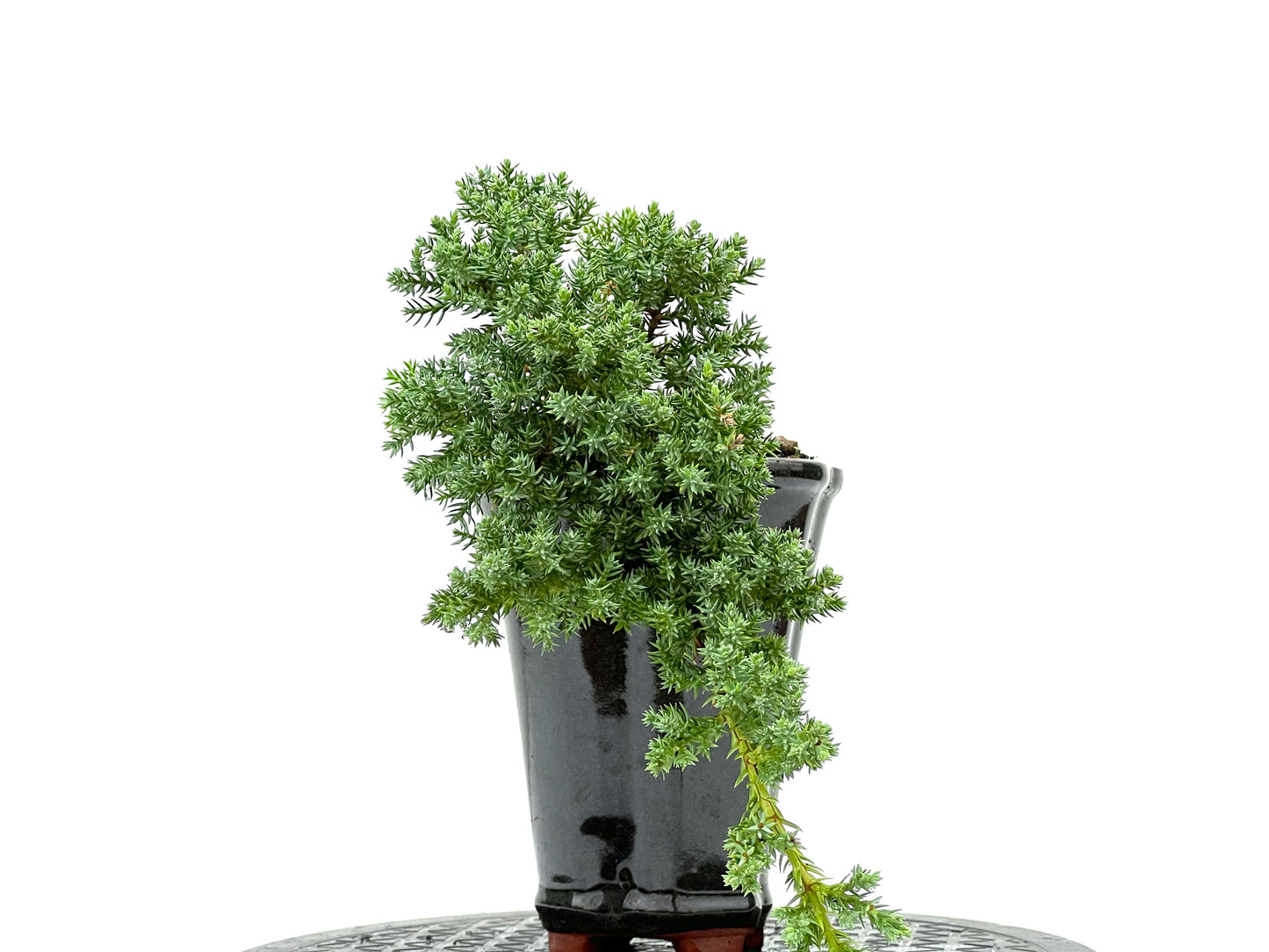 Juniperus Procumbens Nana 2959