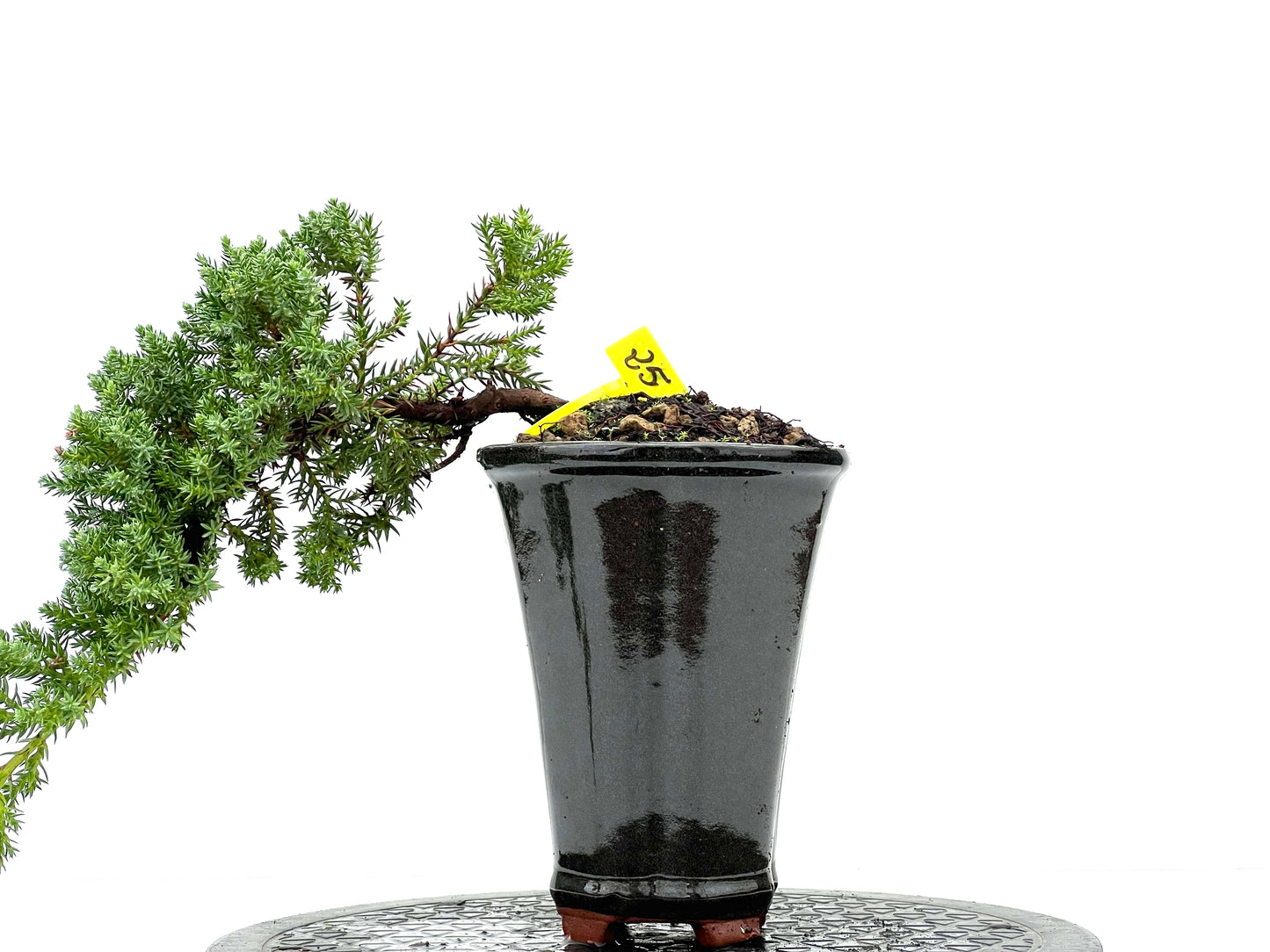 Juniperus Procumbens Nana 2959